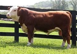گاو گوشتی هرفورد/Hereford cattle