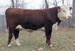 Hereford bull for sale :: Victor 369-606 :: click for more info.