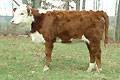 Heifer, HF 709 :: click to enlarge