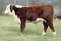 Bull, HF 713 :: click to enlarge