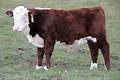 Bull, HF 713 :: click to enlarge