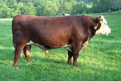 گاو گوشتی هرفورد/Hereford cattle
