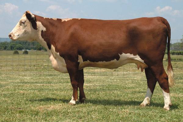 Elite Victor-Bred Polled Hereford Females :: Highridge Farms :: Tennessee