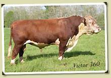 Victor 360 :: senior herd sire at Highridge Farm