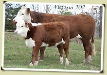 Victoria 202 :: brood cow at Highridge Farm